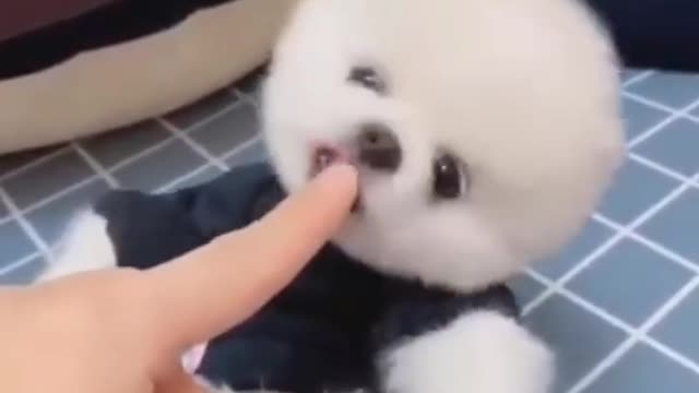 I love my lovely dogs🥰