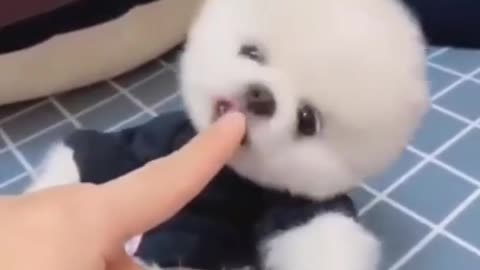 I love my lovely dogs🥰