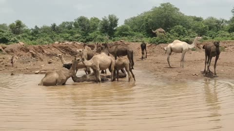 You must have never seen camels bathing.