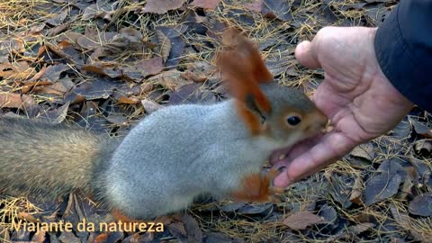 CAMPINEIRAL SQUIRRELS.