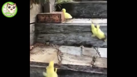 Funny animal video