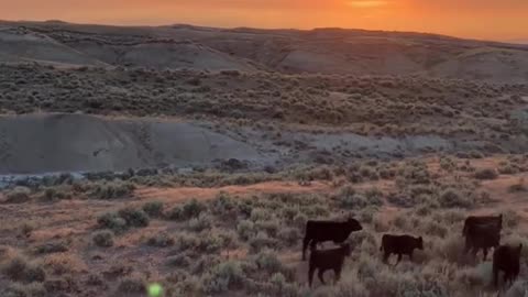 Wyoming Ranch Sunset cattle run. Buy Steaks & Ground Beef at cartercountrymeats.com #grassfedbeef