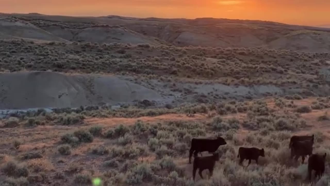 Wyoming Ranch Sunset cattle run. Buy Steaks & Ground Beef at cartercountrymeats.com #grassfedbeef