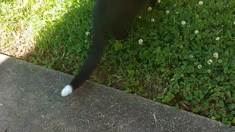 My cat loves nature