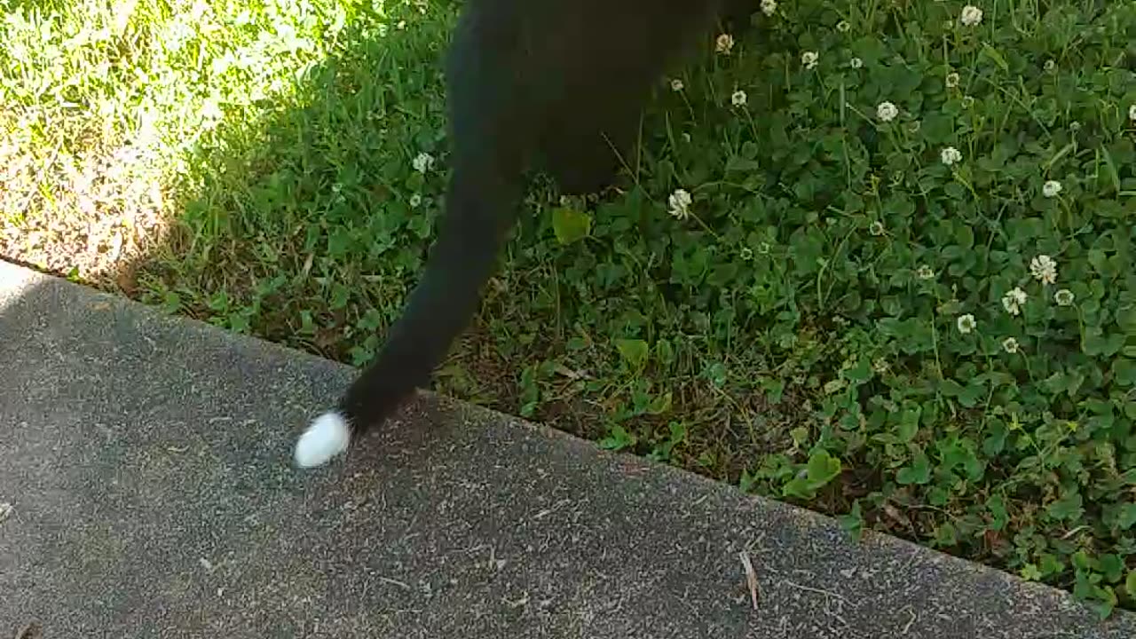 My cat loves nature