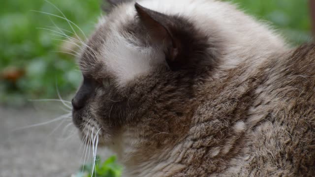 Grey Cat