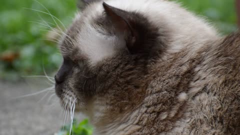 Grey Cat