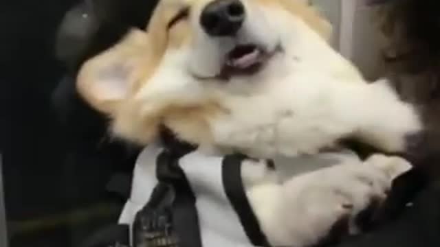 Cute Dog Falls Asleep While Riding The Train.