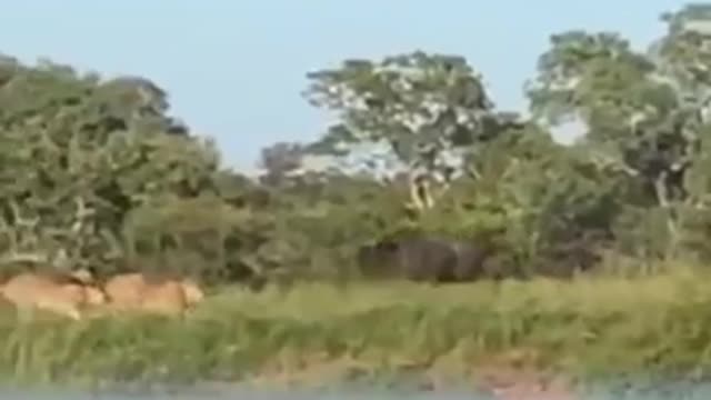 Wild_animals_Life_&_struggle_short_best _video.