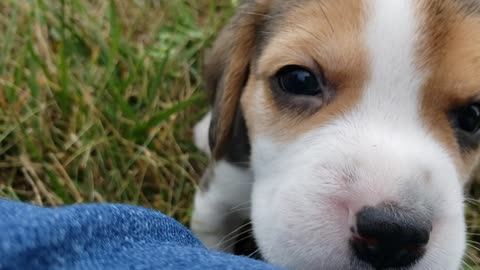 Hudson 5wks