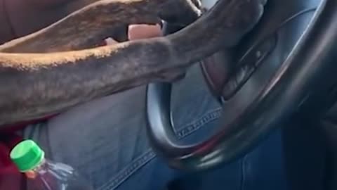 Funny and Cute Dog