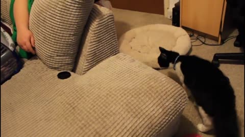 Cat meeting the puppies for the first time.