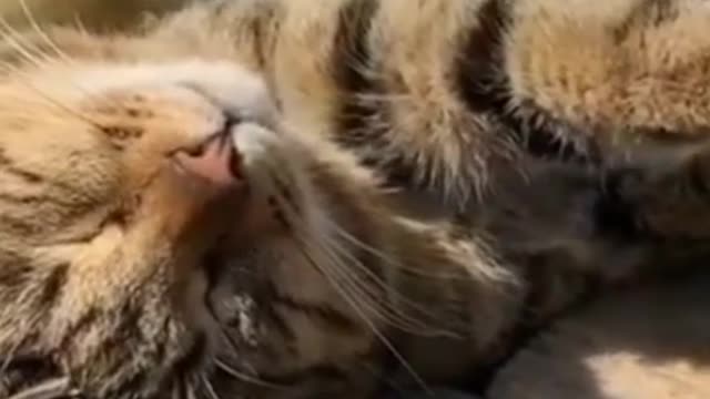funny cat video