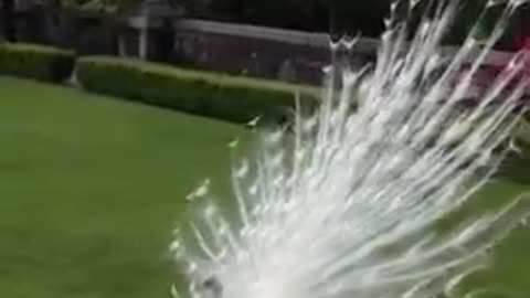 WHITE PEACOCK # SHORTS !!!!