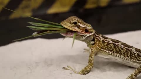 Brutal fight of the manTis