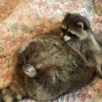 lazy raccoon sitting on the coach and eat everything