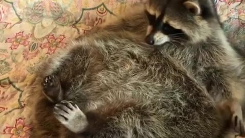 lazy raccoon sitting on the coach and eat everything