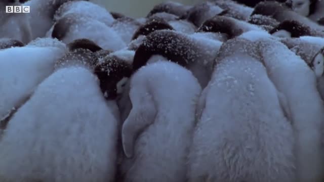 Penguins Survival Skills You Don't Know About | BBC Earth