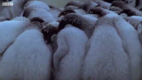 Penguins Survival Skills You Don't Know About | BBC Earth