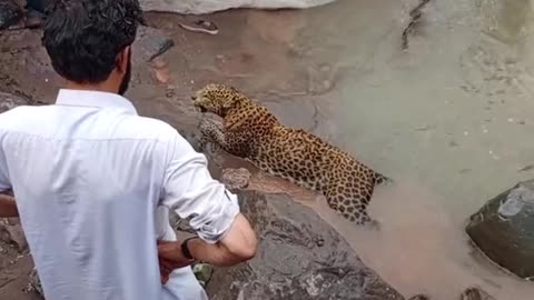 Lions leopard 🐆🐅🐅 attack man