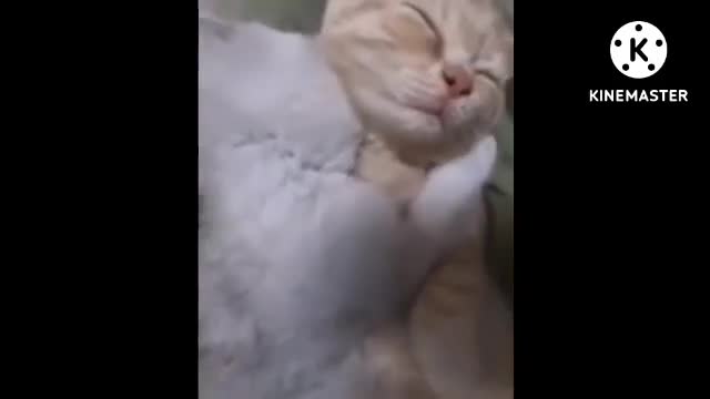 animal funny video in Janwaro ne to mauj kar di