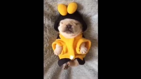 Funny Animals videos 2024