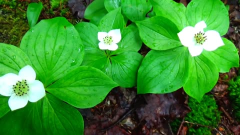 Creeping Dogwood
