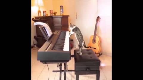 The cat plays the piano 😂