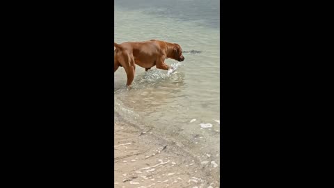 African Dog Exploring Australian Beach