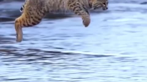 Tiger Pub Jump | Viral Animals Video Clip