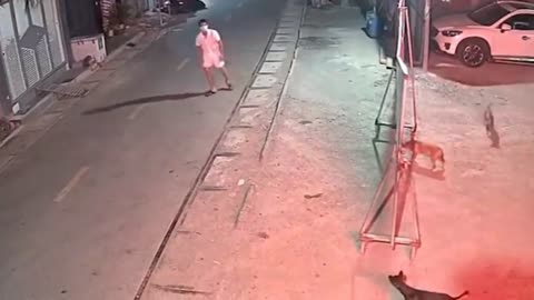 Man chasing dog defend against dog attack -Dog funny