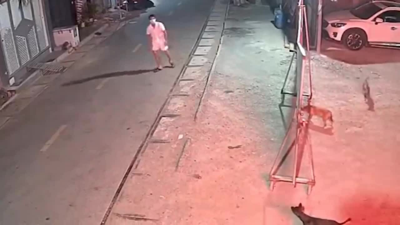 Man chasing dog defend against dog attack -Dog funny