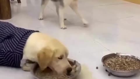 Funny Animal Video 2023 | Funniest Cat's And Dogs video
