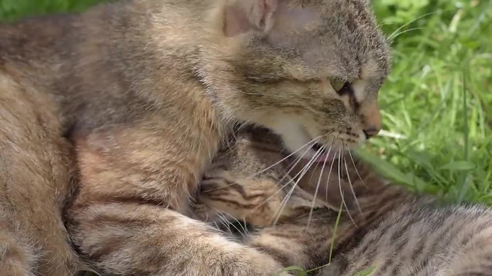 Cat feline pets