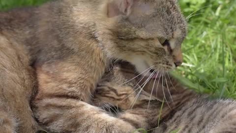 Cat feline pets