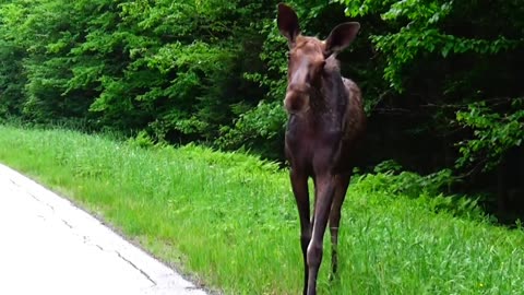 Moose