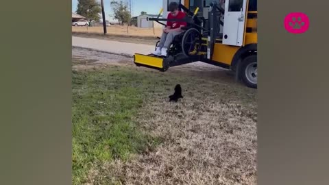 Funny things animals do