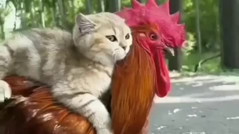 Cat and chicken love
