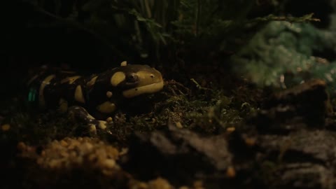 Tiger salamander in the terrarium of oceanarium exposition. Animal has conservation status