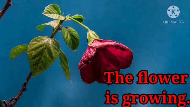 See how The flower is growing. is made by the Creator