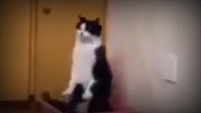 Funny funny cats