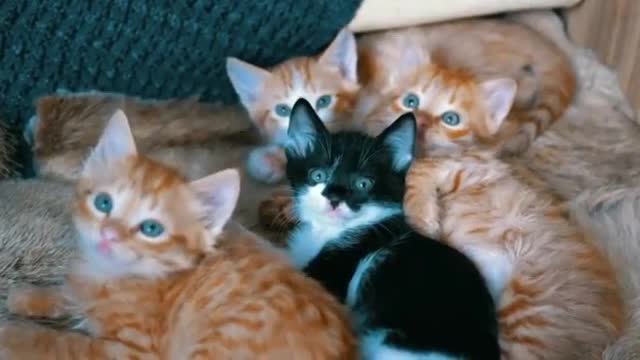 A litter of kittens, so cute, swaying their heads following the camera.