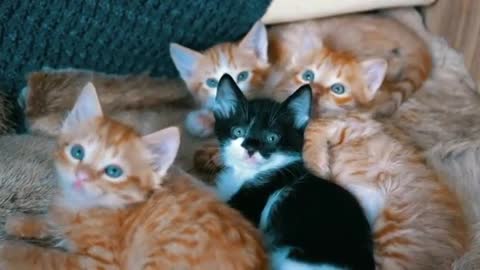 A litter of kittens, so cute, swaying their heads following the camera.