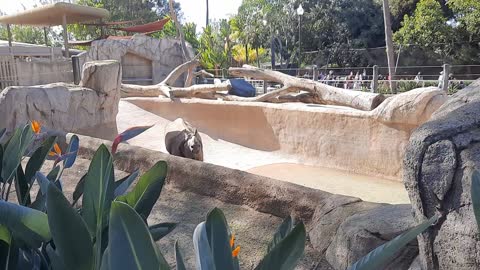 Rhino falls at the San Diego Zoo