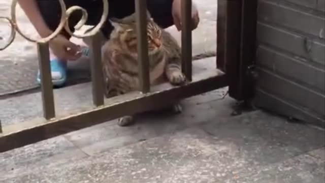 Adorable Cats