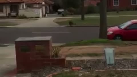 Kangaroo Bounds Down Driveway