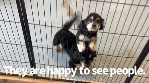 Too Cute