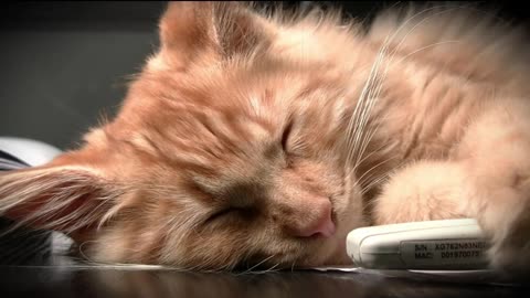 sweet-tempered Cat