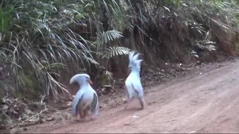 The Kagu, an almost extinct bird, meets its own kind