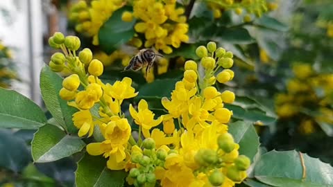 Slow Motion Video Of A Flying Bee
